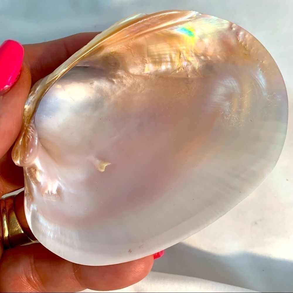 TWO MEDIUM NATURAL PEARLY AQUATIC SHELLS 🐚 PHOTO PROP?